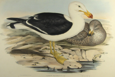 John Gould's Birds of Australia